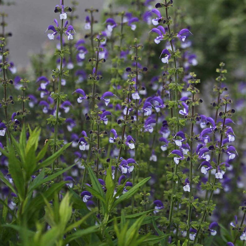 Salvia nemorosa Madeline - Prydsalvie