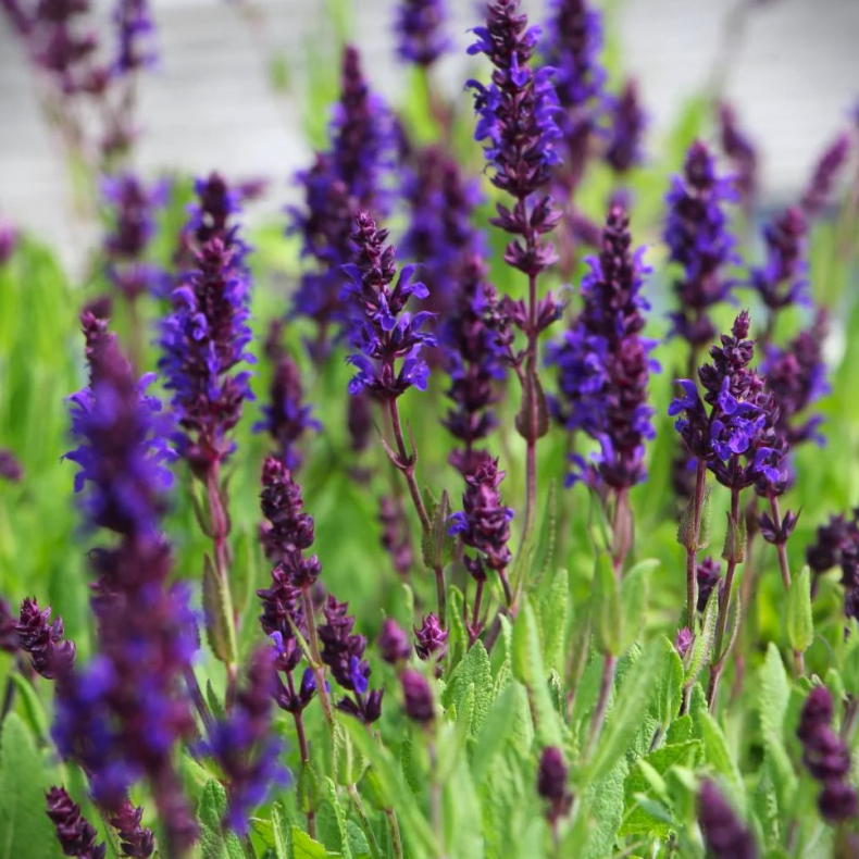 Salvia nemorosa Night Field - Staudesalvie