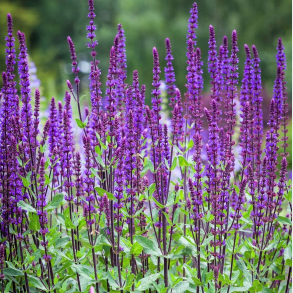 Salvia nemorosa Ostfriesland - Staudesalvie