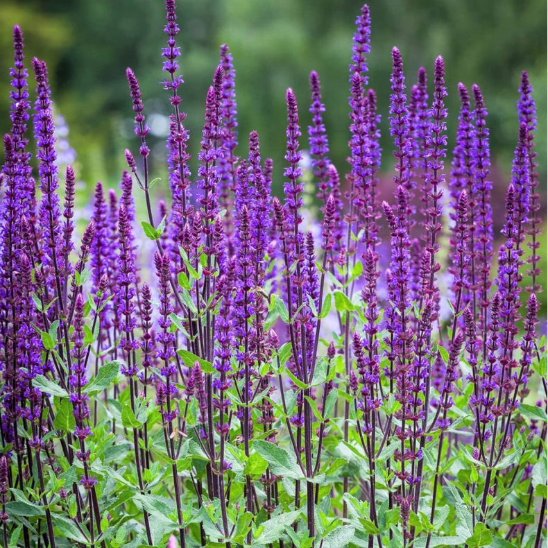 Salvia nemorosa Ostfriesland - Staudesalvie 2L