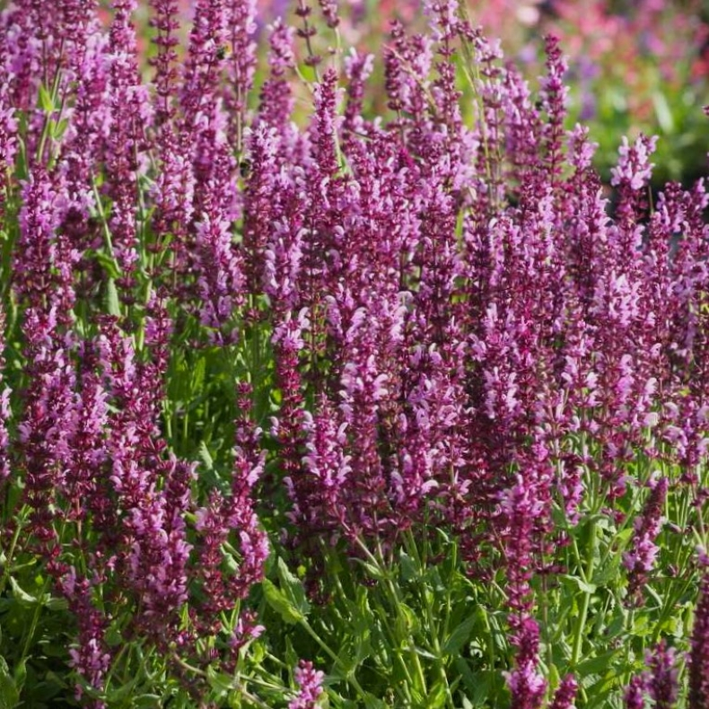 Salvia nemorosa Rose Queen - Staudesalvie
