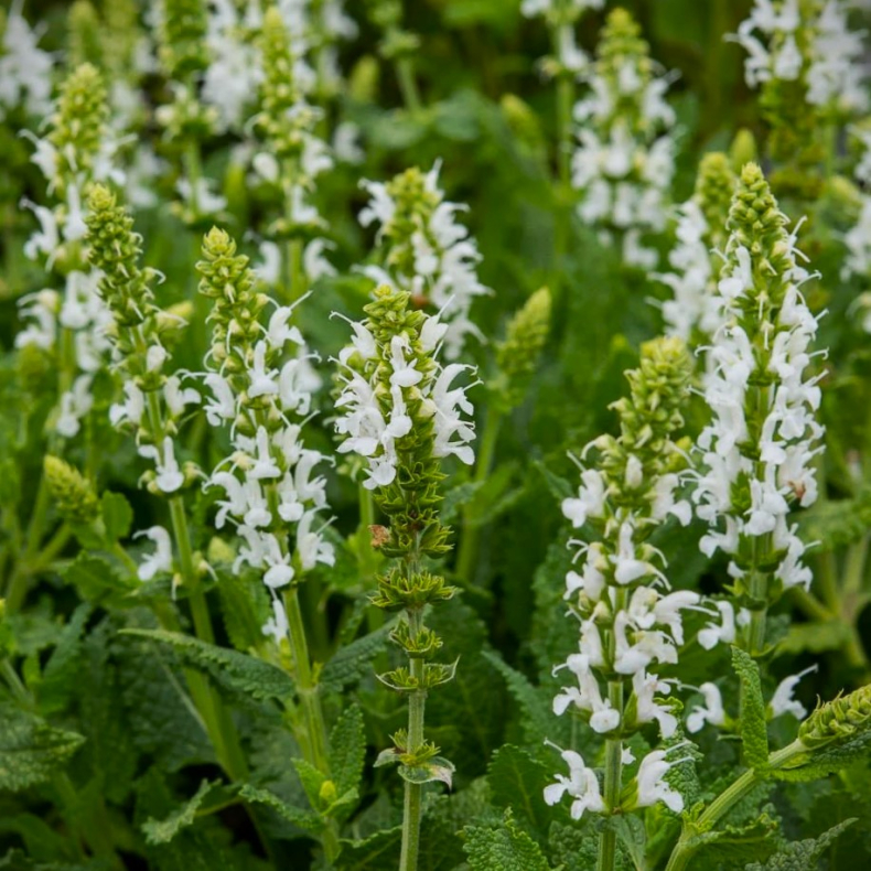 Salvia nemorosa Schneehgel - Staudesalvie