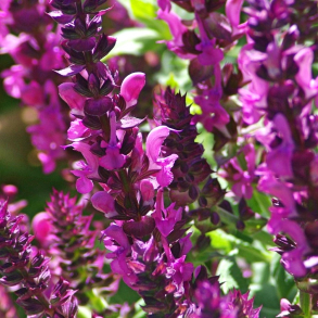 Salvia nemorosa Sensation Deep Rose Improved - Sm�blomstret salvie