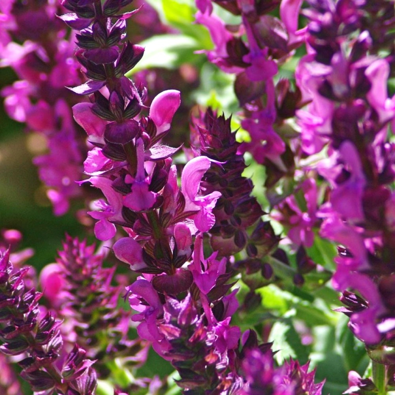 Salvia nemorosa Sensation Deep Rose Improved - Smblomstret salvie