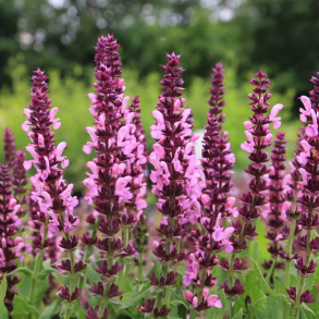 Salvia nemorosa Sensation Deep Rose - Staudesalvie