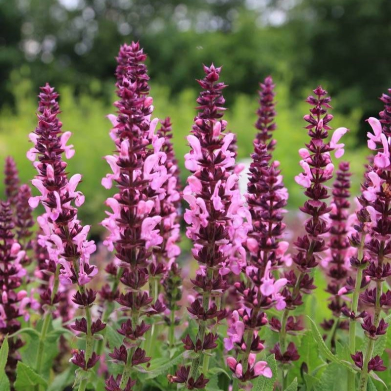 Salvia nemorosa Sensation Deep Rose - Staudesalvie