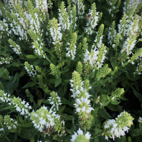 Salvia nemorosa Sensation White - Staudesalvie