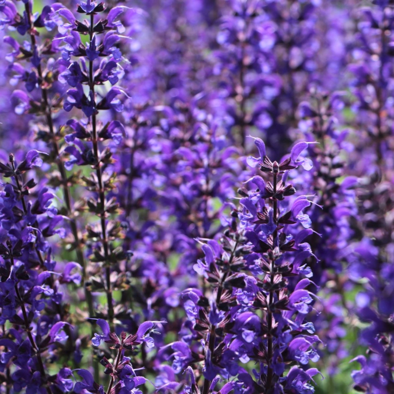Salvia nemorosa Viola Klose - Staudesalvie