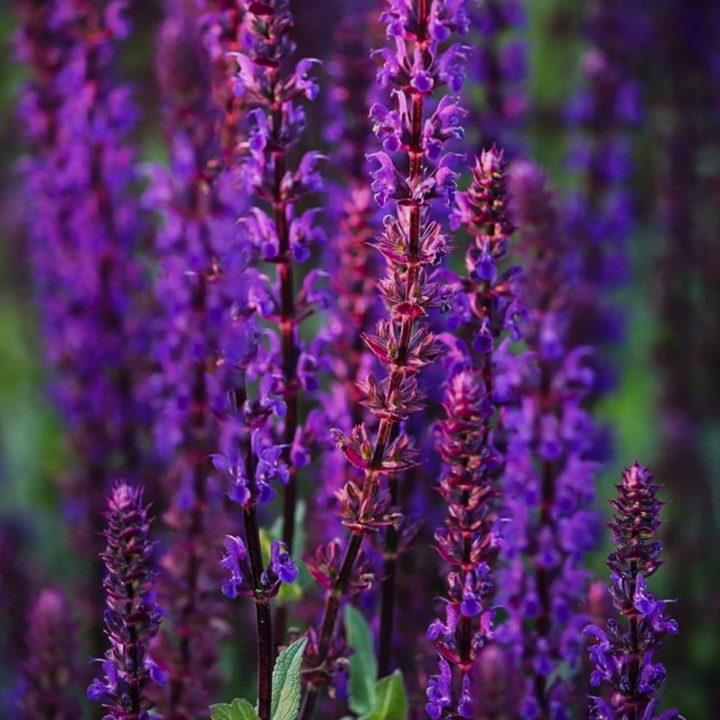 Salvia nemorosa Violettk�nigin - Staudesalvie