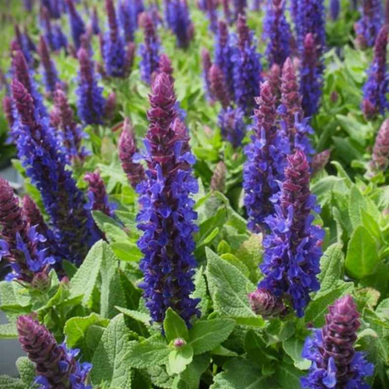 Salvia nemrosa Sensation Deep Blue improved   - Staudesalvie