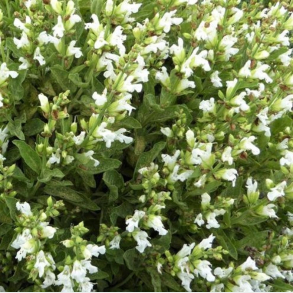 Salvia officinalis Albiflora - Lgesalvie