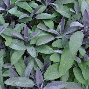 Salvia officinalis Purpurascens  - R�dbladet L�gesalvie