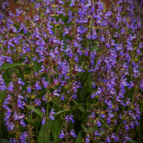Salvia officinalis  - L�gesalvie