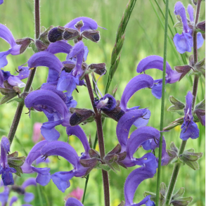 Salvia pratensis - Eng-salvie