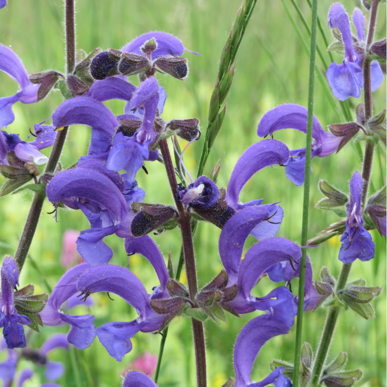 Salvia pratensis - Eng-salvie