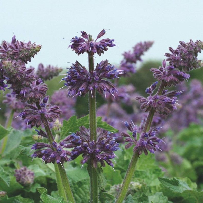 Salvia verticillata Purple Rain - Kranssalvie