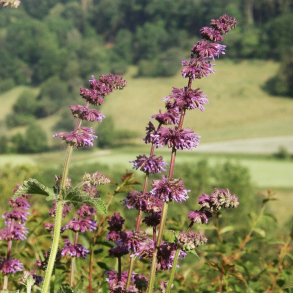 Salvia verticillata - Kranssalvie
