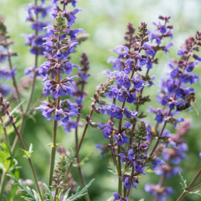 Salvia x hybrida Carina - Staudesalvie