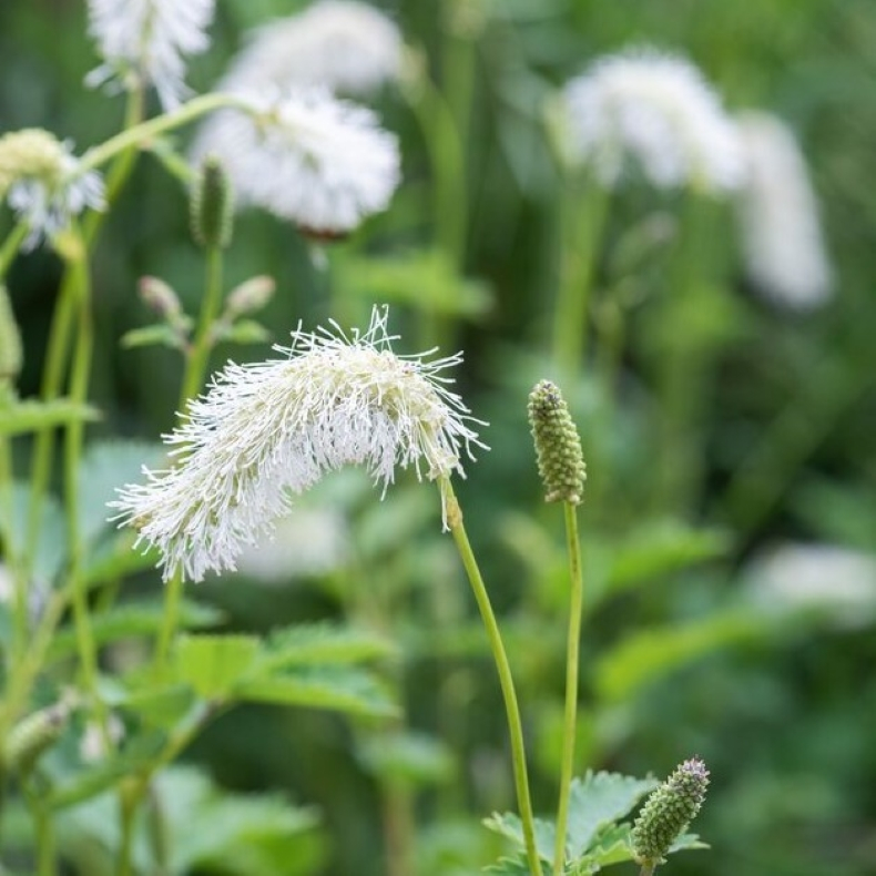 Sanguisorba Northern Lights - Kvsurt