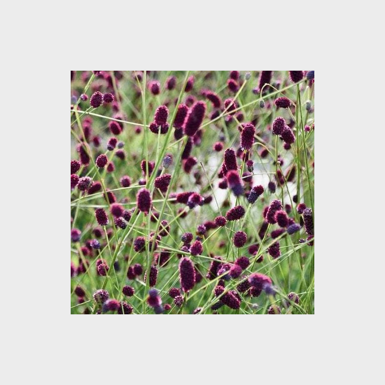 Sanguisorba Plum Drops - Kvsurt
