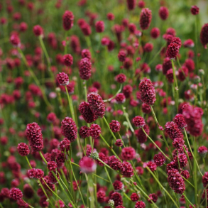 Sanguisorba Proud Mary - Kvsurt 1L