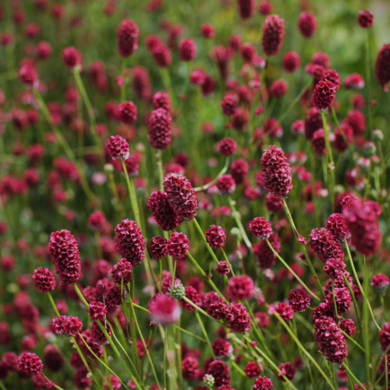 Sanguisorba Proud Mary - Kvsurt 1L
