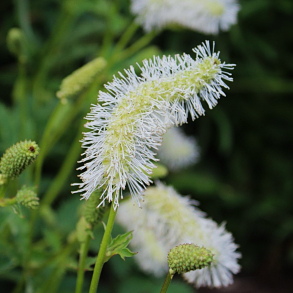 Sanguisorba obtusa Alba - Rosen Kv�surt 2L
