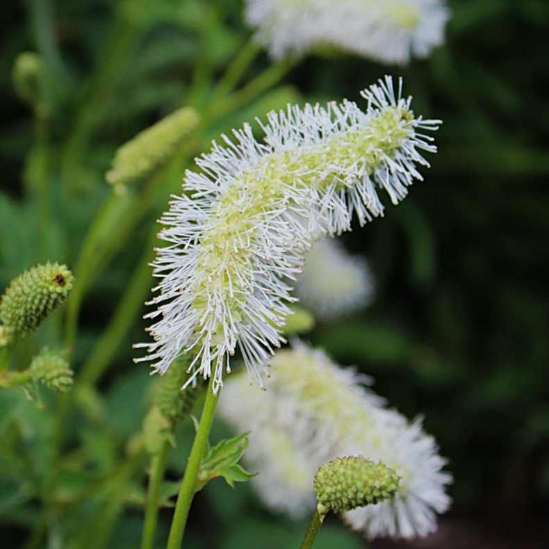 Sanguisorba obtusa Alba - Rosen Kv�surt 2L