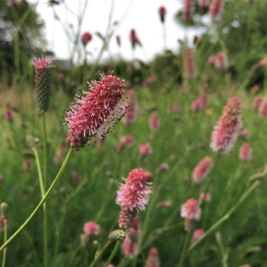Sanguisorba officinalis Rock and Roll - Kvsurt