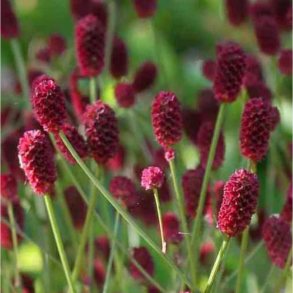 Sanguisorba officinalis Tanna - Kv�surt
