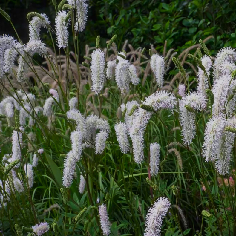 Sanguisorba tenuifolia Alba - Kvsurt 2L