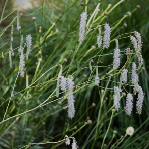 Sanguisorba tenuifolia Albiflora - Kvsurt