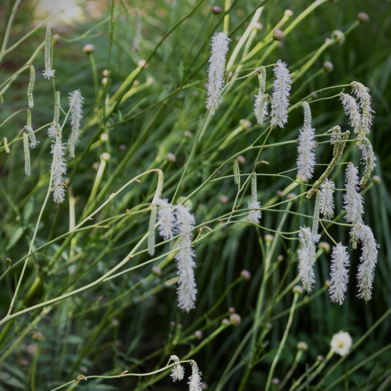 Sanguisorba tenuifolia Albiflora - Kv�surt