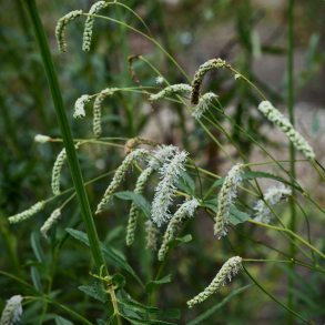 Sanguisorba tenuifolia All Time High - Kvsurt