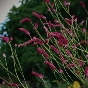 Sanguisorba tenuifolia Pink Elephant - Japansk Kvsurt