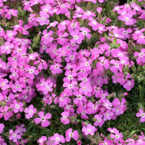 Saponaria ocymoides Bressingham - Pude S�beurt 