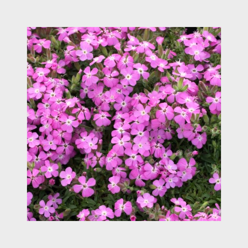 Saponaria ocymoides Bressingham - Pude S�beurt 