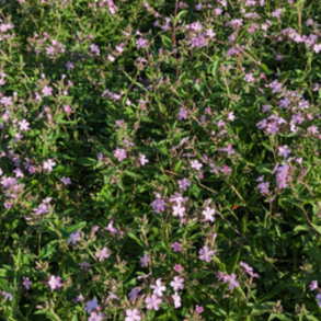 Saponaria sicula subsp. intermedia � Siciliansk S�beurt