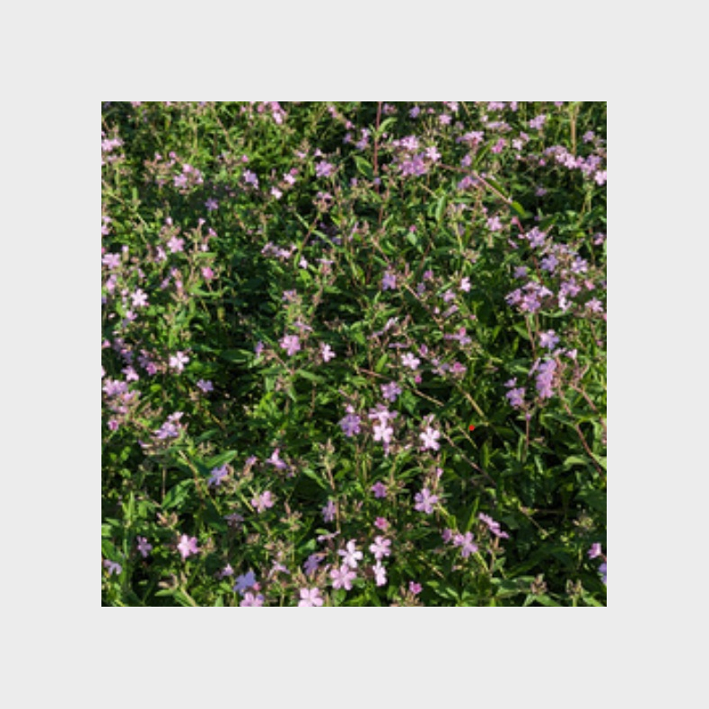 Saponaria sicula subsp. intermedia � Siciliansk S�beurt