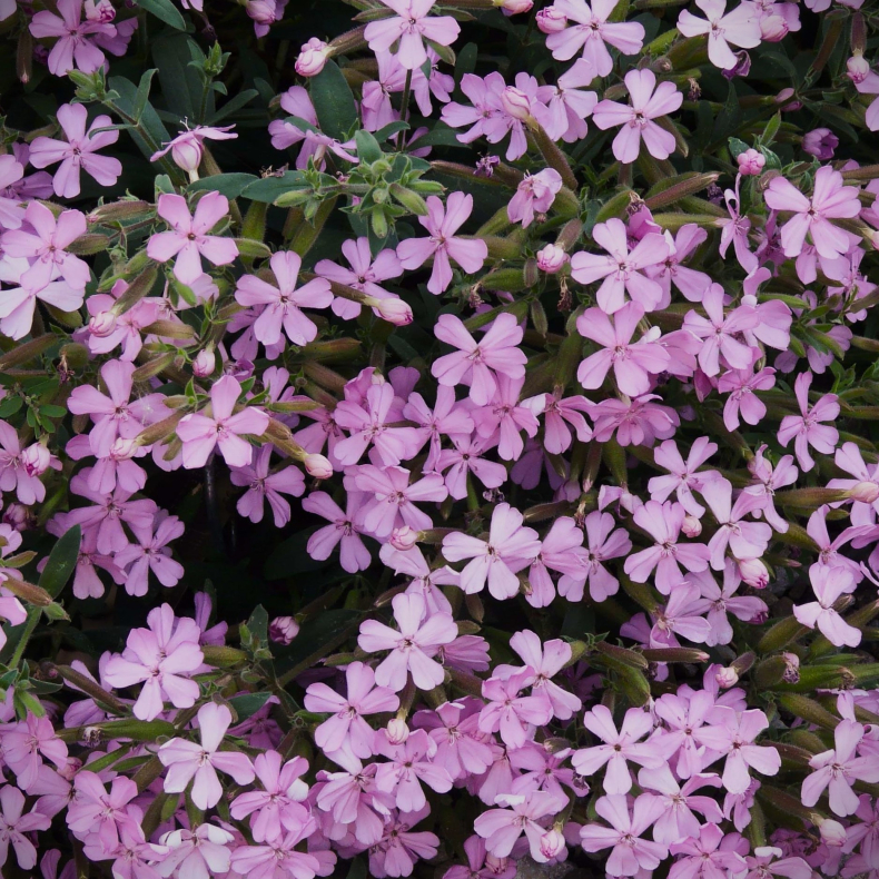 Saponaria lempergii Max Frei - Sbeurt