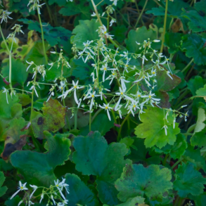 Saxifraga cortusifolia Maigrn - Hststenbrk 