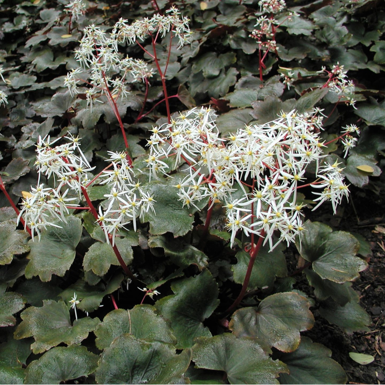 Saxifraga cortusifolia var. fortunei - Hststenbrk 