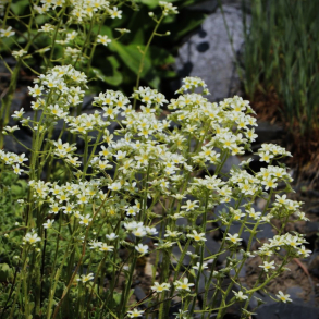 Saxifraga paniculata Brevifolia - Stenbrk