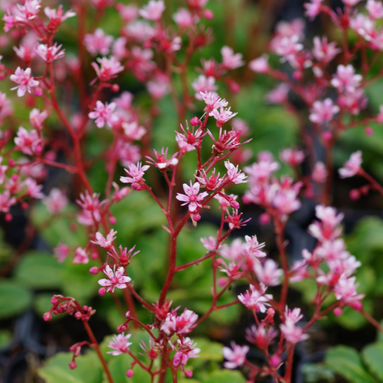 Saxifraga urbium Clarence Elliot - Porcel�nsblomst