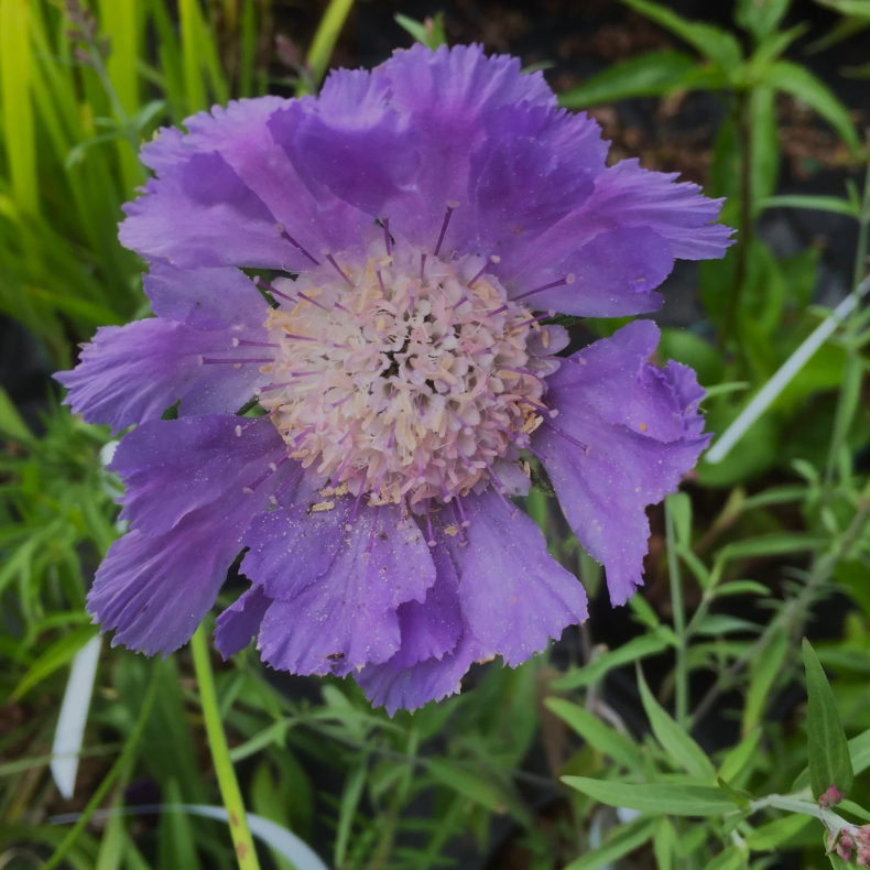 Scabiosa caucasica Clive Greaves - Scabiose
