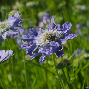 Scabiosa caucasica Perfecta - Kaukasisk Skabiose