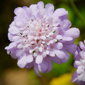Scabiosa columbaria - Dueskabiose