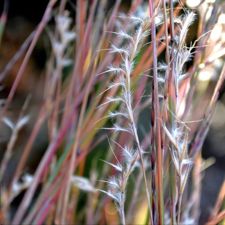 Schizachyrium scoparium - Kalkunfod