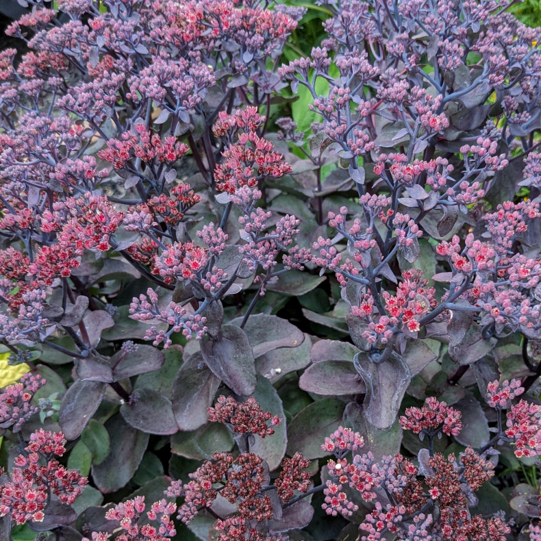 Sedum Back in Black - Sankthansurt