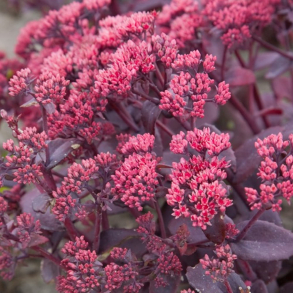 Sedum Chocolate Cherry - Sankthansurt